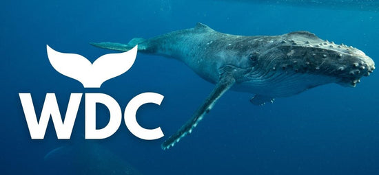 Conservation des baleines et des dauphins (don)
