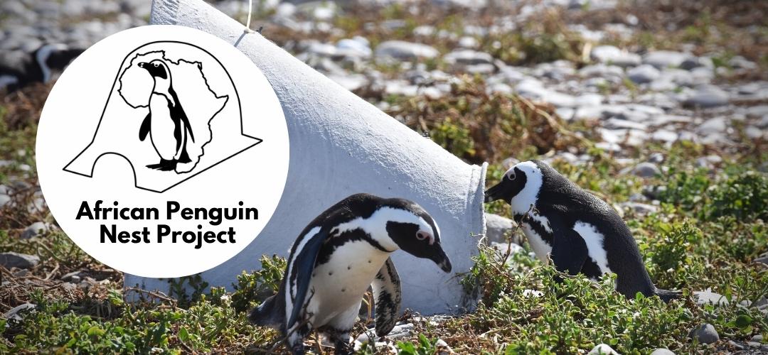 Proyecto de nidos de pingüinos africanos (Patrocinio de nidos de pingüinos)
