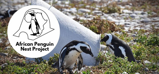 Projekt för afrikanska pingvinbon (sponsring av pingvinbon)