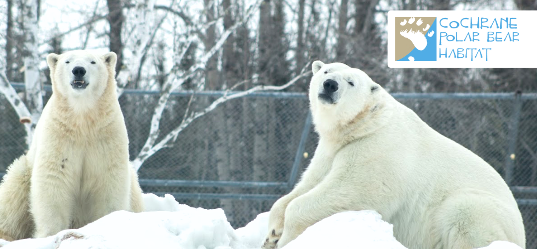 Cochrane Polar Bear Habitat (Partenership)