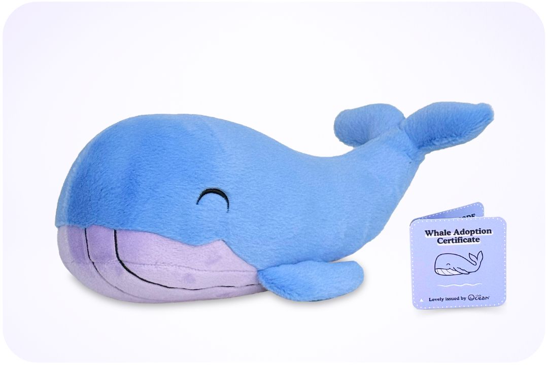 Whale Mission Plushie – ClubOcean