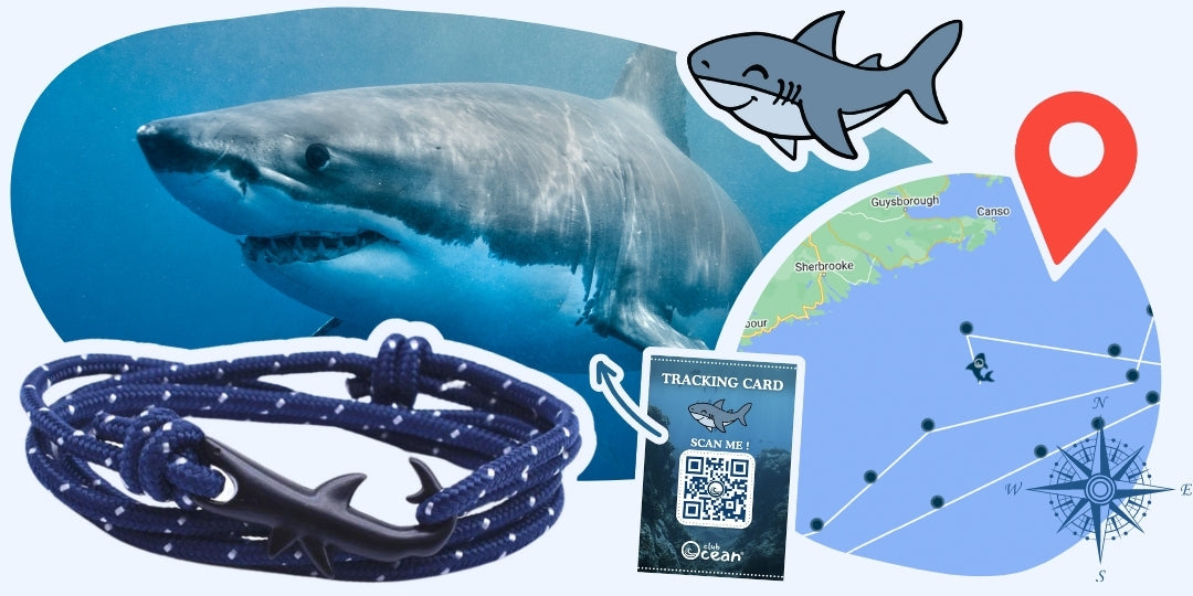 Shark Tracking Bracelet