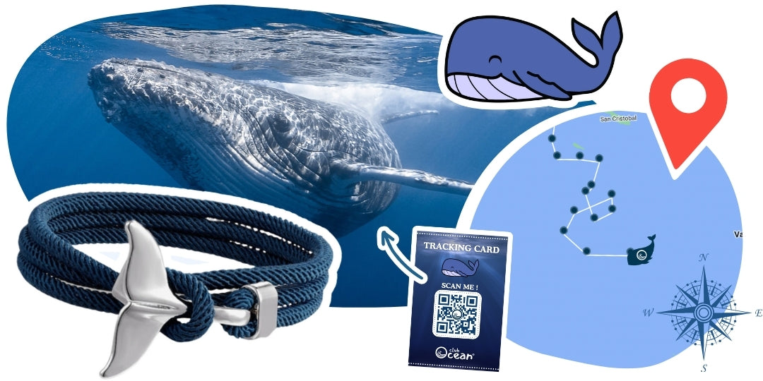 Whale Tracking Bracelet