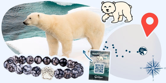 Pulsera de Seguimiento del Oso Polar