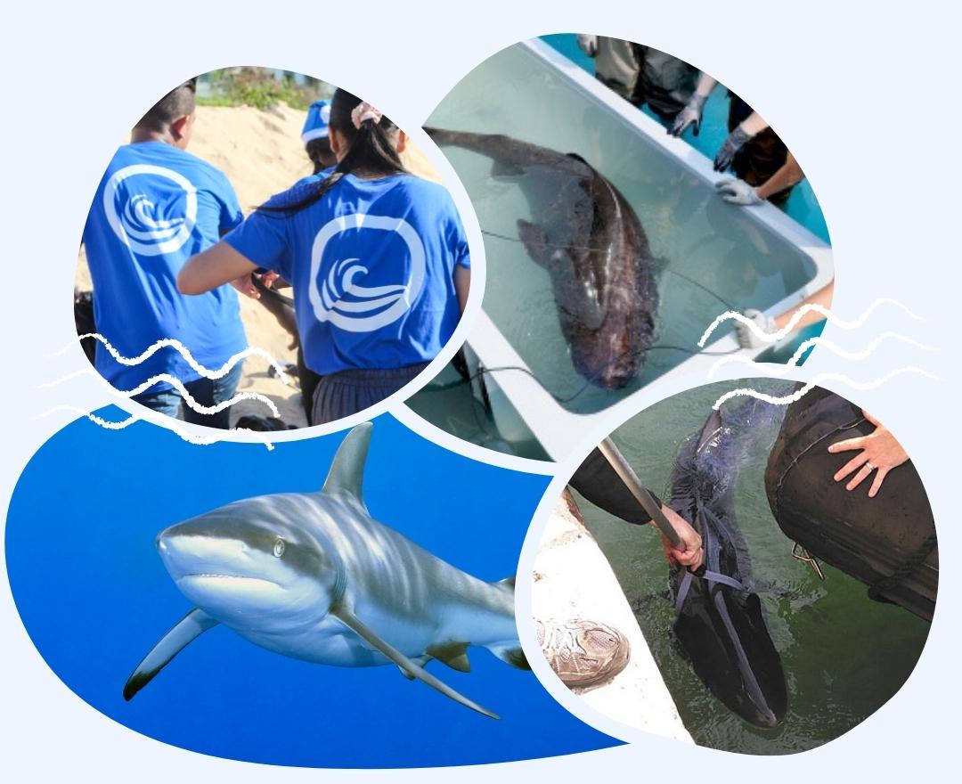 “Shark” Bracelet