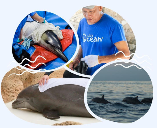 følgeslutning Min tag et billede Delfin"-sporingsarmbånd - ClubOcean