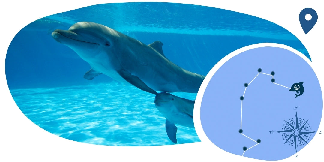 Delfin nyomkövető karkötő