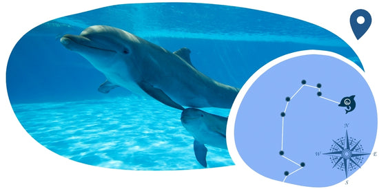Pulsera de seguimiento de delfines