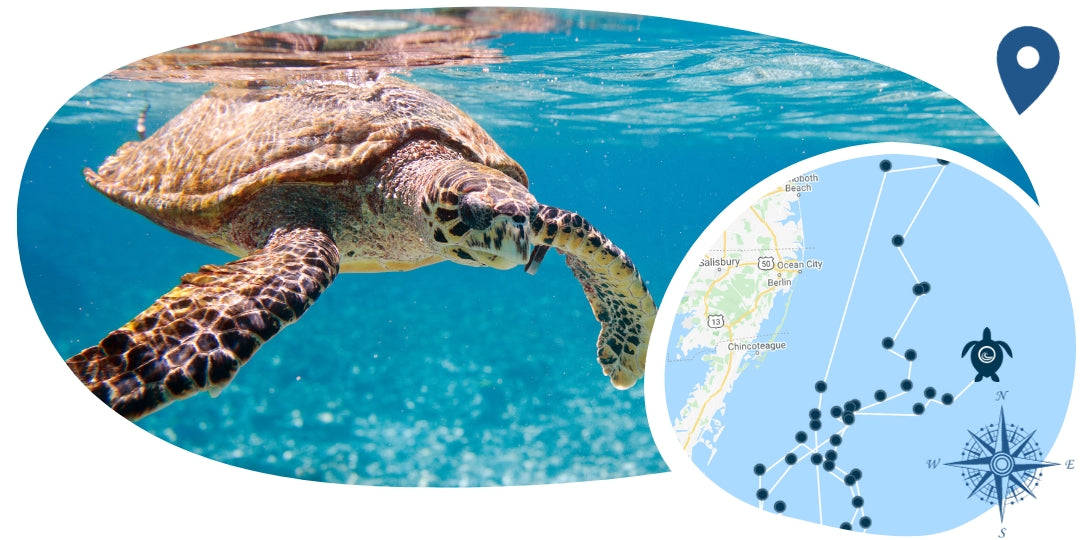Schildkröten-Tracking-Armband