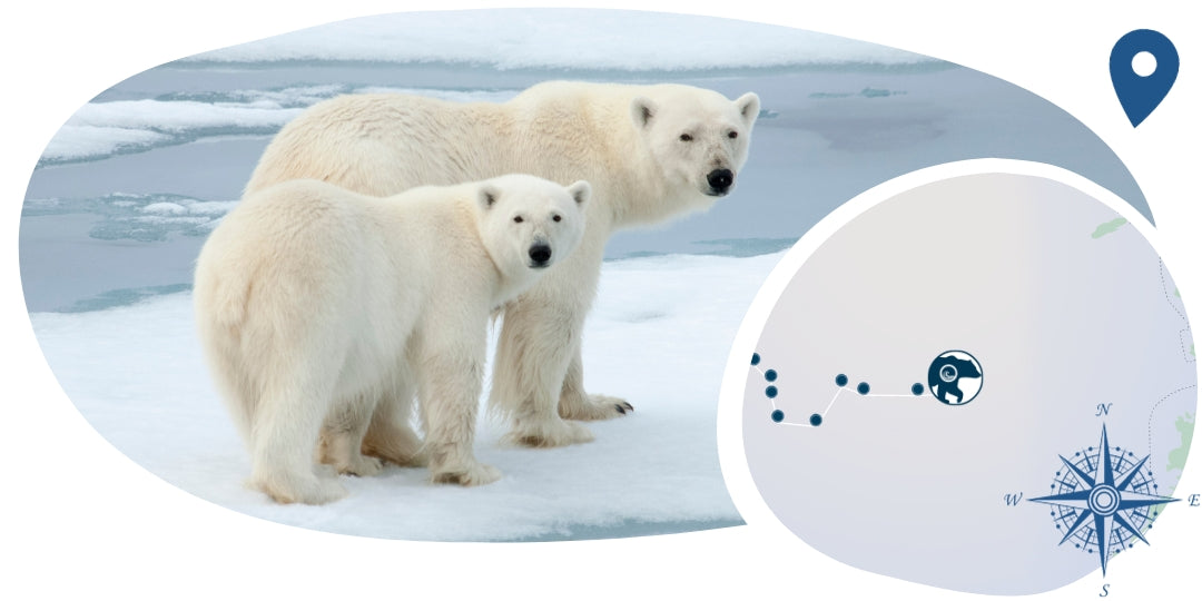 Bracciale con tracciamento Orso Polare